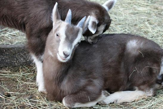 Thüringer Waldziege Wildpark Alte Fasanerie Klein Auheim 2015