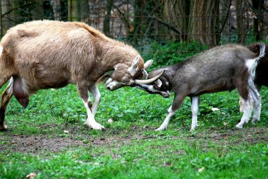 Thüringer Waldziege Wildpark Alte Fasanerie Klein Auheim 2016