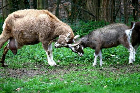 Thüringer Waldziege Wildpark Alte Fasanerie Klein Auheim 2016