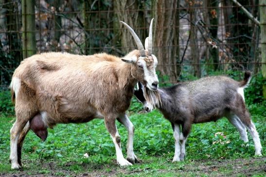 Thüringer Waldziege Wildpark Alte Fasanerie Klein Auheim 2016