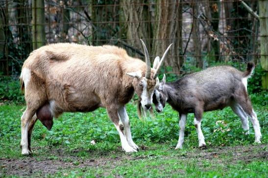 Thüringer Waldziege Wildpark Alte Fasanerie Klein Auheim 2016