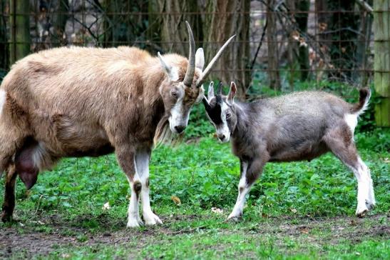 Thüringer Waldziege Wildpark Alte Fasanerie Klein Auheim 2016