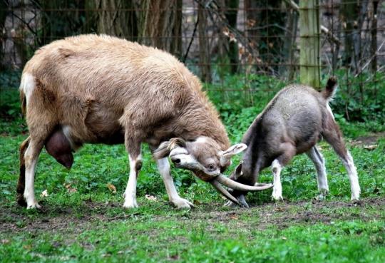 Thüringer Waldziege Wildpark Alte Fasanerie Klein Auheim 2016