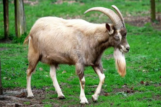 Thüringer Waldziege Wildpark Alte Fasanerie Klein Auheim 2016