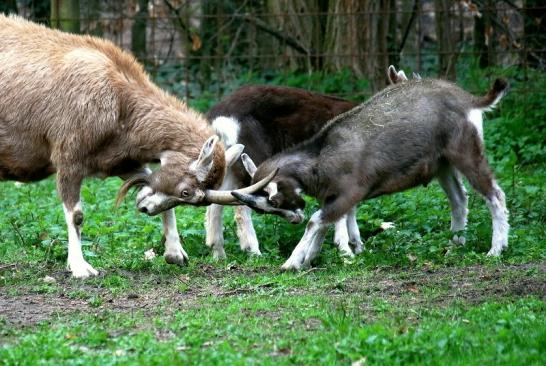 Thüringer Waldziege Wildpark Alte Fasanerie Klein Auheim 2016