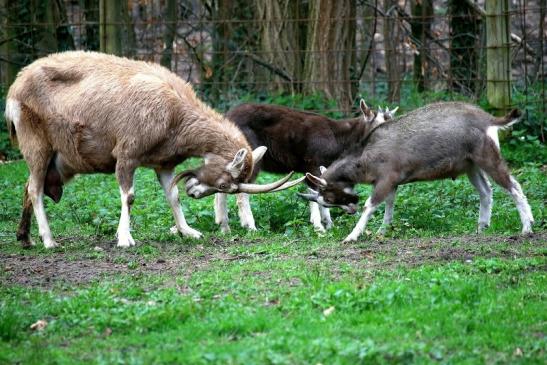 Thüringer Waldziege Wildpark Alte Fasanerie Klein Auheim 2016