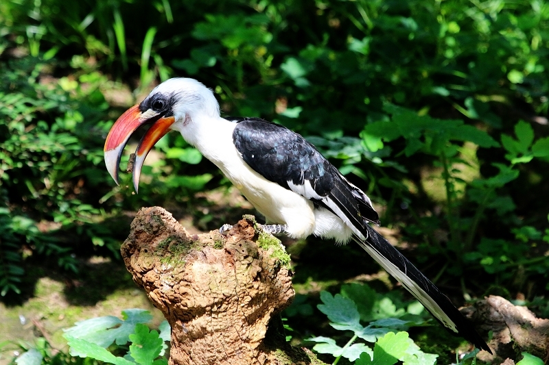 Toko - von der Deckens - Zoo Frankfurt am Main 2017 VB