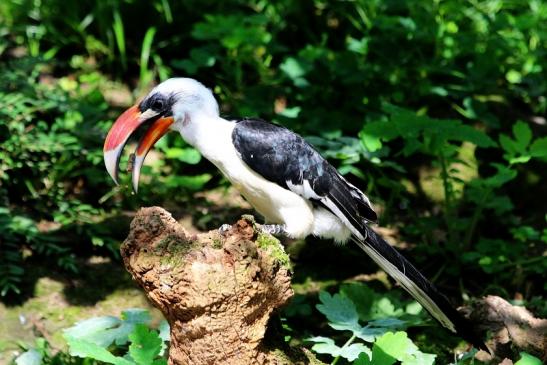 Toko - von der Deckens - Zoo Frankfurt am Main 2017 VB