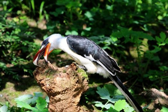 Toko - von der Deckens - Zoo Frankfurt am Main 2017 VB