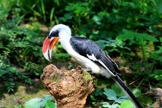 Toko - von der Deckens - Zoo Frankfurt am Main 2017 VB