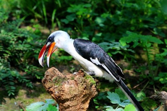 Toko - von der Deckens - Zoo Frankfurt am Main 2017 VB