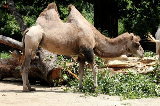 Trampeltier Zoo Frankfurt am Main 2014