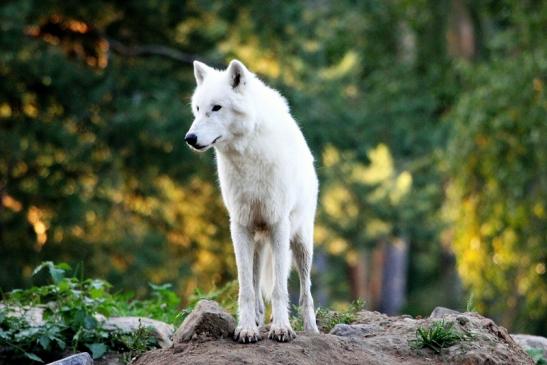 Tundrawolf Ayla, Khan und Scott Wildpark Alte Fasanerie Klein Auheim 2013