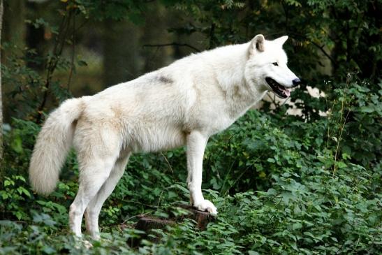 Tundrawolf Ayla, Khan und Scott Wildpark Alte Fasanerie Klein Auheim 2013