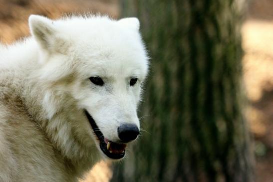 Tundrawolf Ayla, Khan und Scott Wildpark Alte Fasanerie Klein Auheim 2013