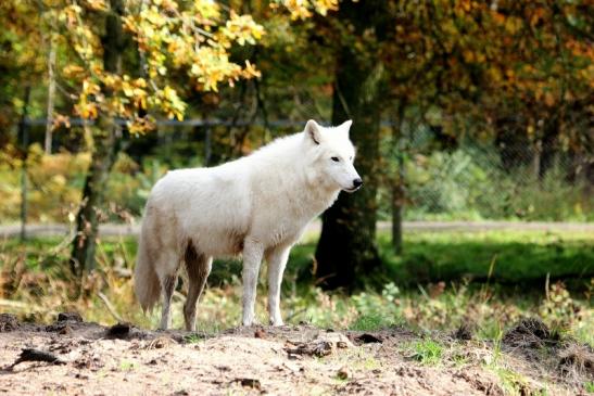 Tundrawolf Ayla, Khan und Scott Wildpark Alte Fasanerie Klein Auheim 2013