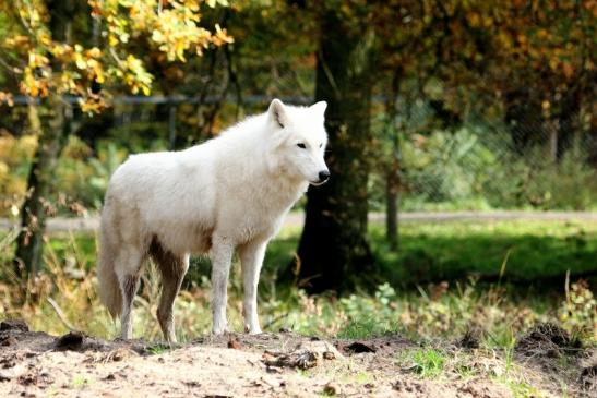 Tundrawolf Ayla, Khan und Scott Wildpark Alte Fasanerie Klein Auheim 2013