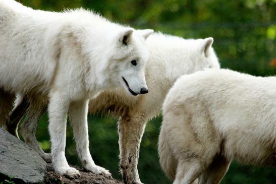 Tundrawolf Ayla, Khan und Scott Wildpark Alte Fasanerie Klein Auheim 2013