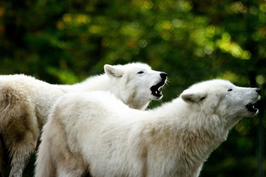 Tundrawolf Ayla, Khan und Scott Wildpark Alte Fasanerie Klein Auheim 2013