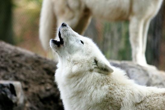 Tundrawolf Ayla, Khan und Scott Wildpark Alte Fasanerie Klein Auheim 2013