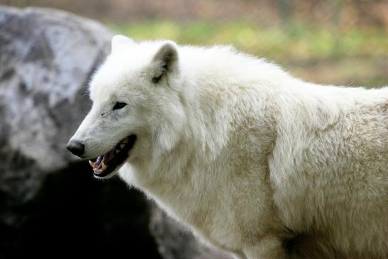 Tundrawolf Ayla, Khan und Scott Wildpark Alte Fasanerie Klein Auheim 2013