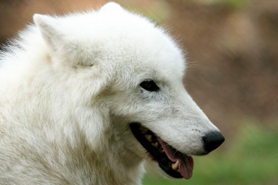 Tundrawolf Ayla, Khan und Scott Wildpark Alte Fasanerie Klein Auheim 2013