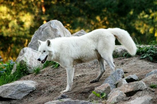 Tundrawolf Ayla, Khan und Scott Wildpark Alte Fasanerie Klein Auheim 2013