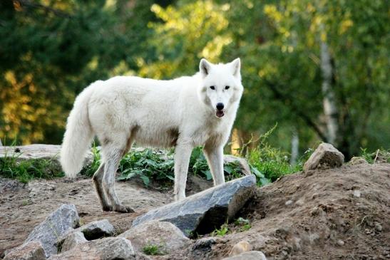 Tundrawolf Ayla, Khan und Scott Wildpark Alte Fasanerie Klein Auheim 2013