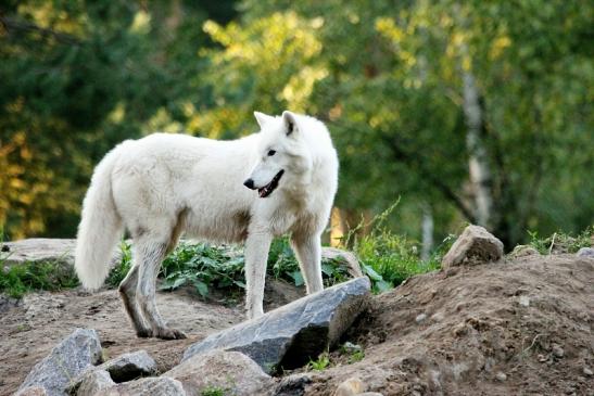 Tundrawolf Ayla, Khan und Scott Wildpark Alte Fasanerie Klein Auheim 2013