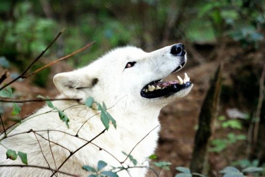 Tundrawolf Ayla, Khan und Scott Wildpark Alte Fasanerie Klein Auheim 2013