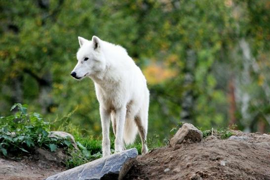 Tundrawolf Ayla, Khan und Scott Wildpark Alte Fasanerie Klein Auheim 2013