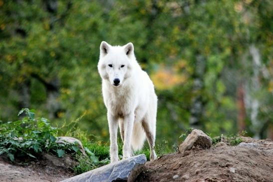 Tundrawolf Ayla, Khan und Scott Wildpark Alte Fasanerie Klein Auheim 2013