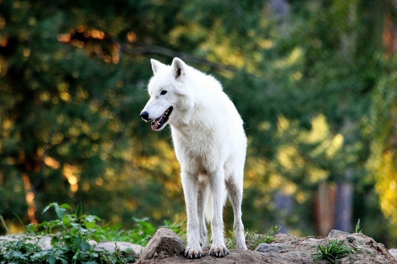 Tundrawolf Ayla, Khan und Scott Wildpark Alte Fasanerie Klein Auheim 2013