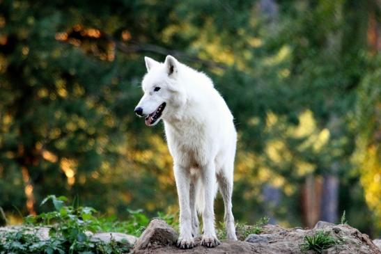Tundrawolf Ayla, Khan und Scott Wildpark Alte Fasanerie Klein Auheim 2013