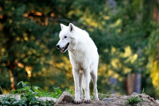 Tundrawolf Ayla, Khan und Scott Wildpark Alte Fasanerie Klein Auheim 2013