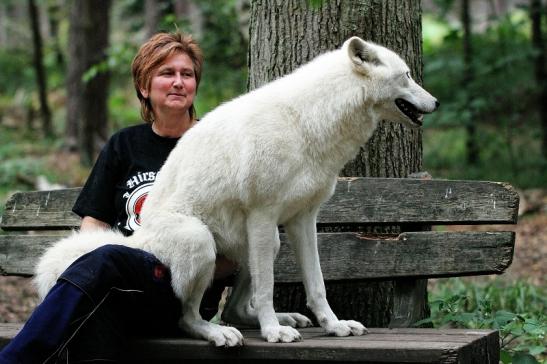 Tundrawolf Ayla, Khan und Scott Wildpark Alte Fasanerie Klein Auheim 2014