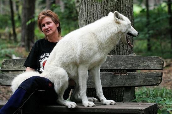 Tundrawolf Ayla, Khan und Scott Wildpark Alte Fasanerie Klein Auheim 2014