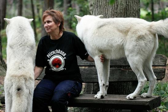 Tundrawolf Ayla, Khan und Scott Wildpark Alte Fasanerie Klein Auheim 2014