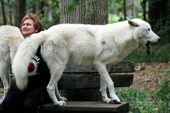 Tundrawolf Ayla, Khan und Scott Wildpark Alte Fasanerie Klein Auheim 2014