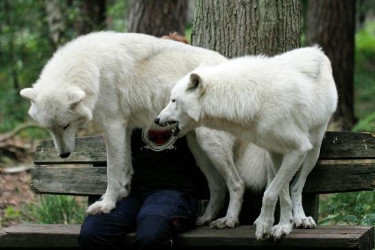 Tundrawolf Ayla, Khan und Scott Wildpark Alte Fasanerie Klein Auheim 2014