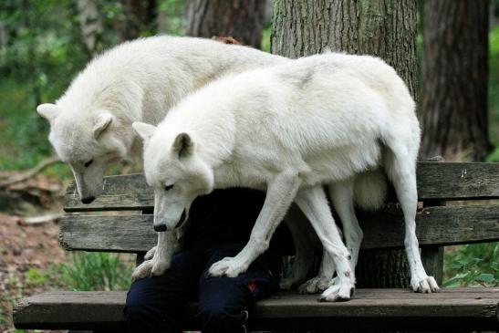 Tundrawolf Ayla, Khan und Scott Wildpark Alte Fasanerie Klein Auheim 2014