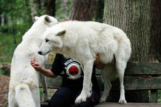 Tundrawolf Ayla, Khan und Scott Wildpark Alte Fasanerie Klein Auheim 2014