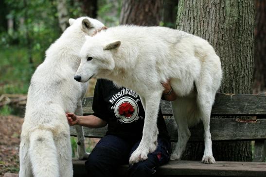 Tundrawolf Ayla, Khan und Scott Wildpark Alte Fasanerie Klein Auheim 2014