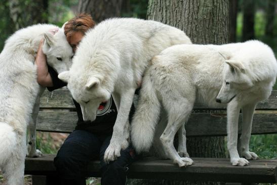 Tundrawolf Ayla, Khan und Scott Wildpark Alte Fasanerie Klein Auheim 2014