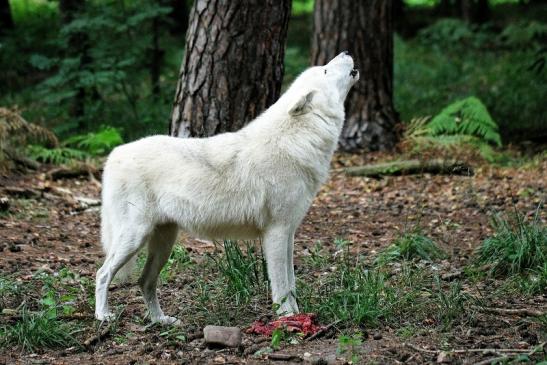 Tundrawolf Ayla, Khan und Scott Wildpark Alte Fasanerie Klein Auheim 2014