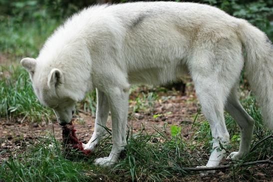 Tundrawolf Ayla, Khan und Scott Wildpark Alte Fasanerie Klein Auheim 2014