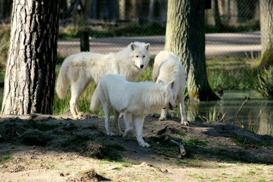 Tundrawolf Ayla, Khan und Scott Wildpark Alte Fasanerie Klein Auheim 2014