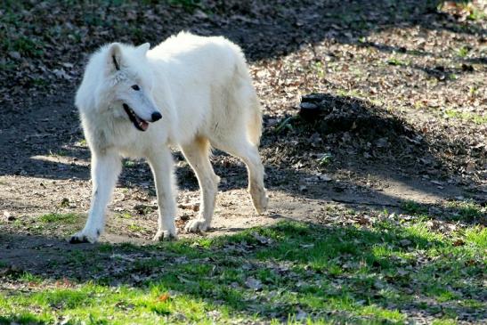 Tundrawolf Ayla, Khan und Scott Wildpark Alte Fasanerie Klein Auheim 2014