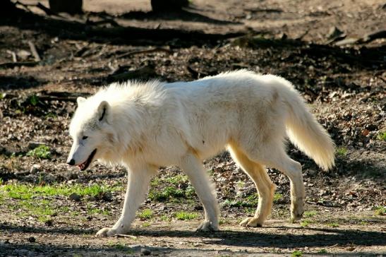 Tundrawolf Ayla, Khan und Scott Wildpark Alte Fasanerie Klein Auheim 2014