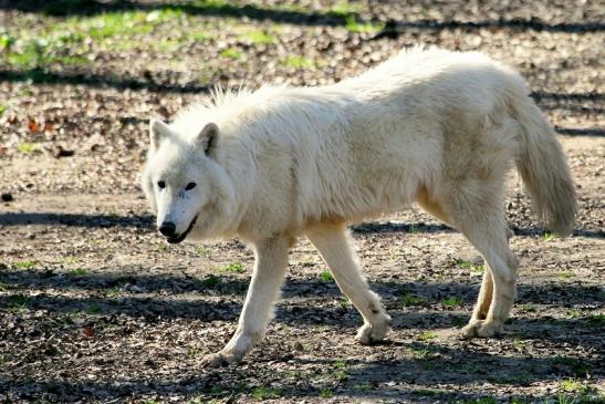 Tundrawolf Ayla, Khan und Scott Wildpark Alte Fasanerie Klein Auheim 2014